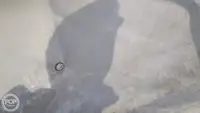 אונית מכולות למכירה