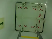 כלי שיט להובלת מטענים רופפים למכירה