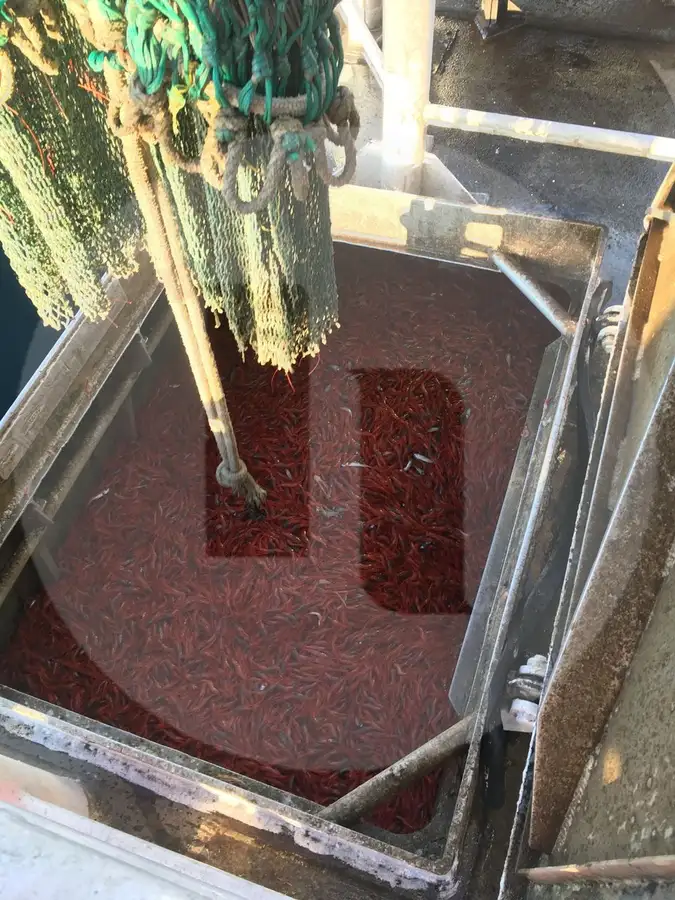 ספינת דיג בשיטת 'ביים טרולר' למכירה