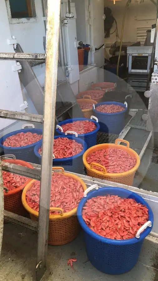ספינת דיג בשיטת 'ביים טרולר' למכירה