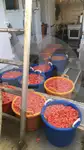 ספינת דיג בשיטת 'ביים טרולר' למכירה