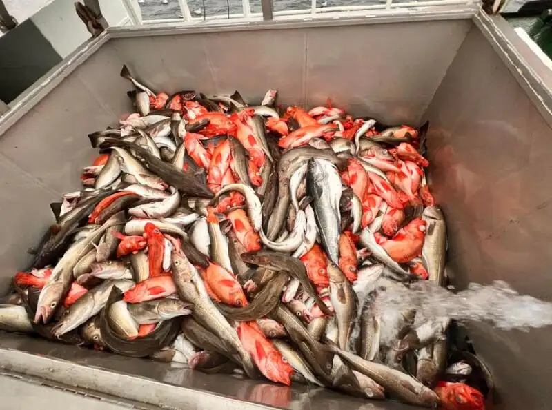 טרייל דיג למכירה