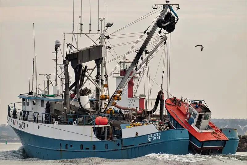 סנפיר למכירה