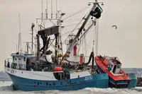 סנפיר למכירה